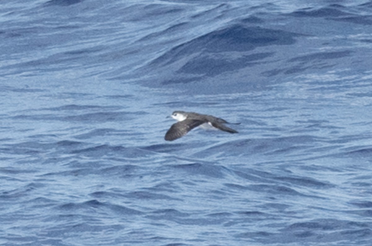 Bryan's Shearwater - ML265791991