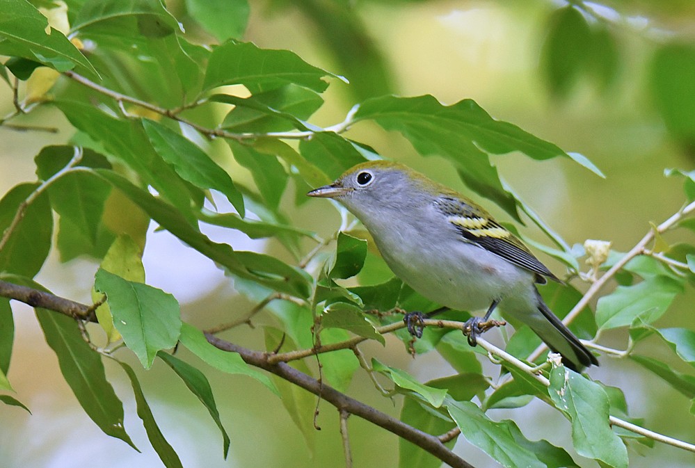 Chestnut-sided Warbler - ML265792591