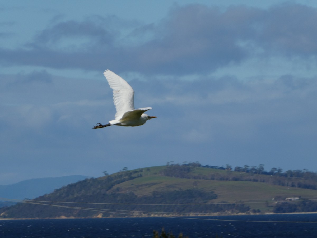 Eastern Cattle-Egret - ML265792681