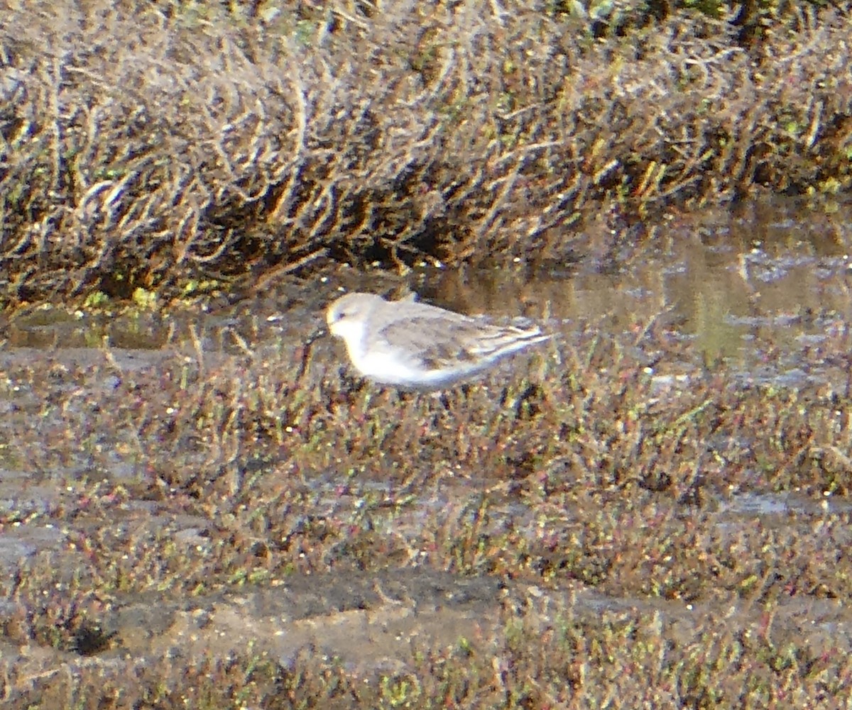 Red-necked Stint - Simon James