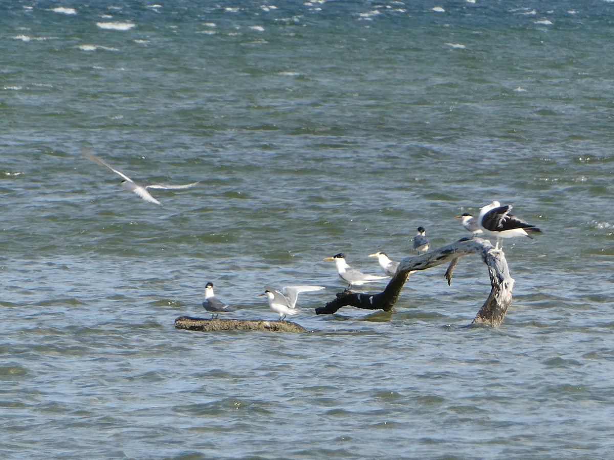 Great Crested Tern - ML265793781