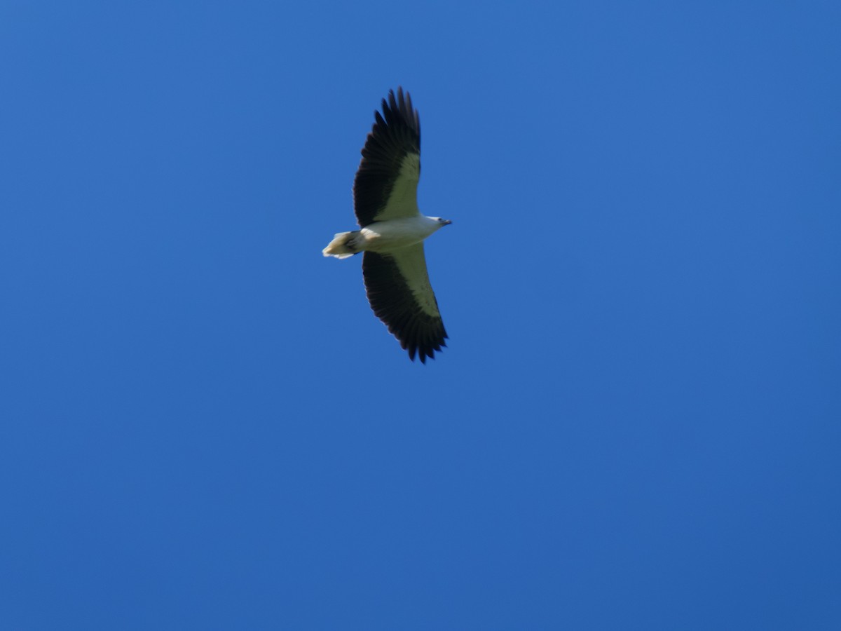 White-bellied Sea-Eagle - ML265794331