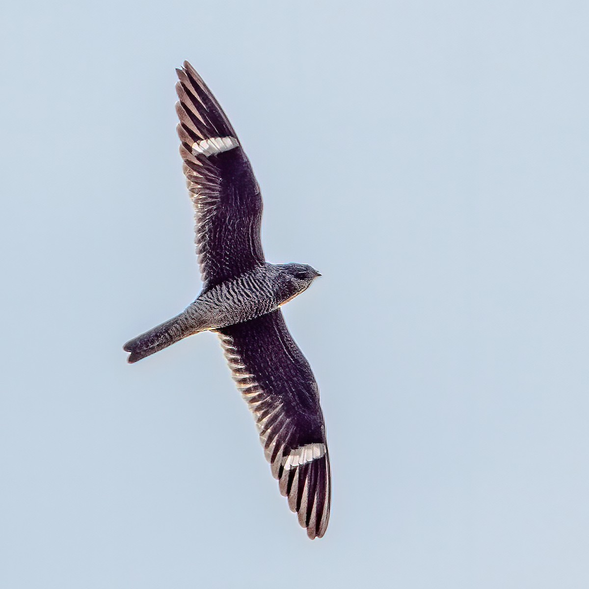 Common Nighthawk - ML265795391