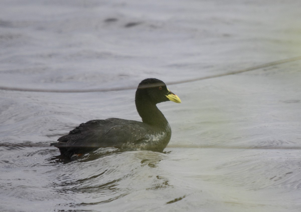 Red-gartered Coot - ML265795561