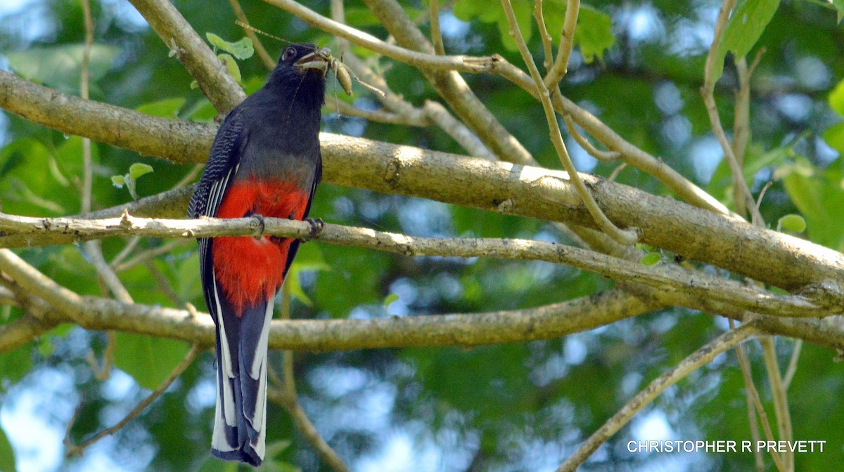 Surucuátrogon - ML26579561