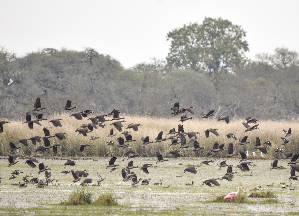 White-faced Whistling-Duck - ML265795881