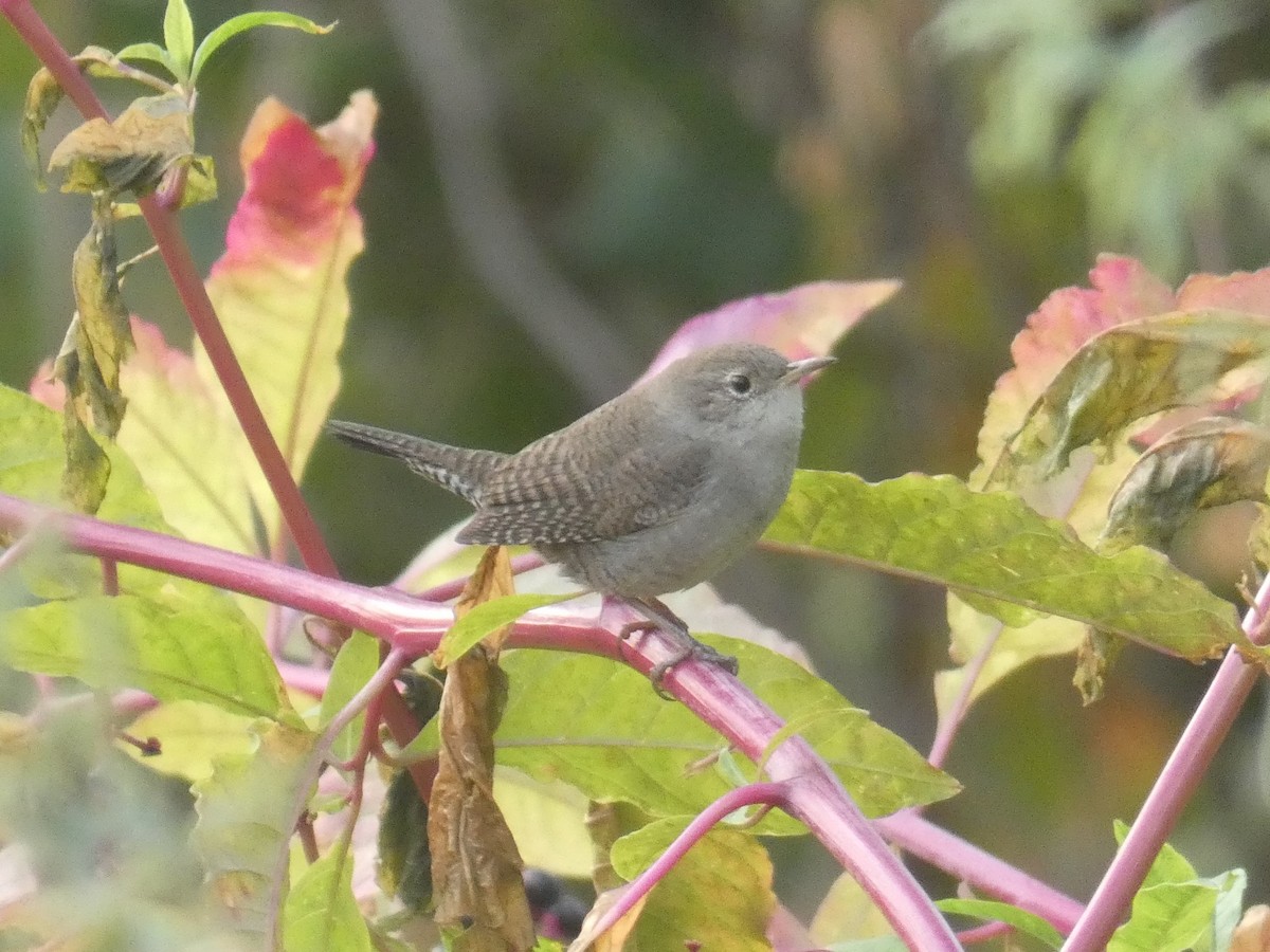 House Wren - ML265796711