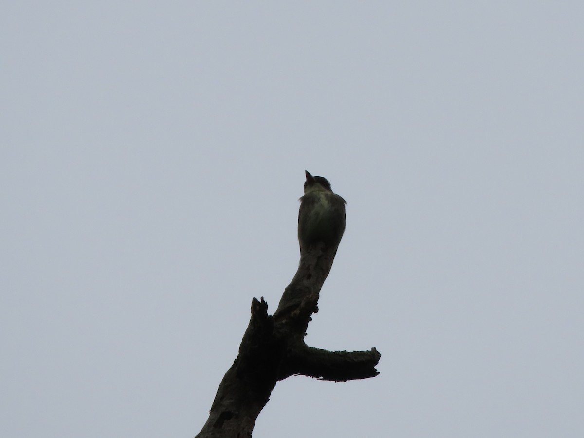 Olive-sided Flycatcher - ML265797111