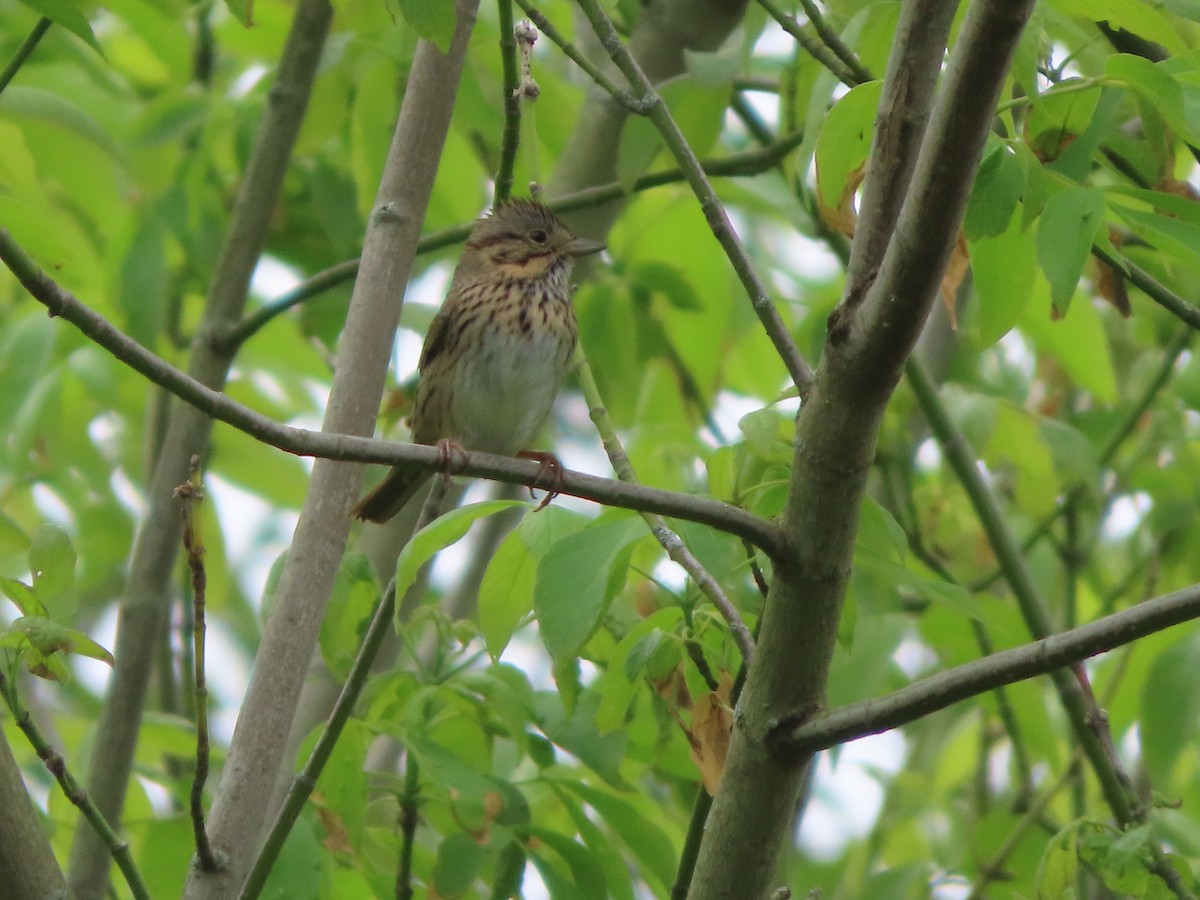 Lincoln's Sparrow - ML265797191