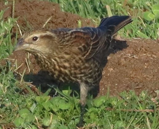 Red-winged Blackbird - ML265798021