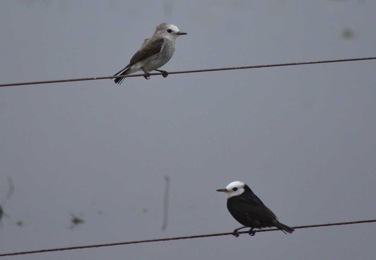 White-headed Marsh Tyrant - ML265798651