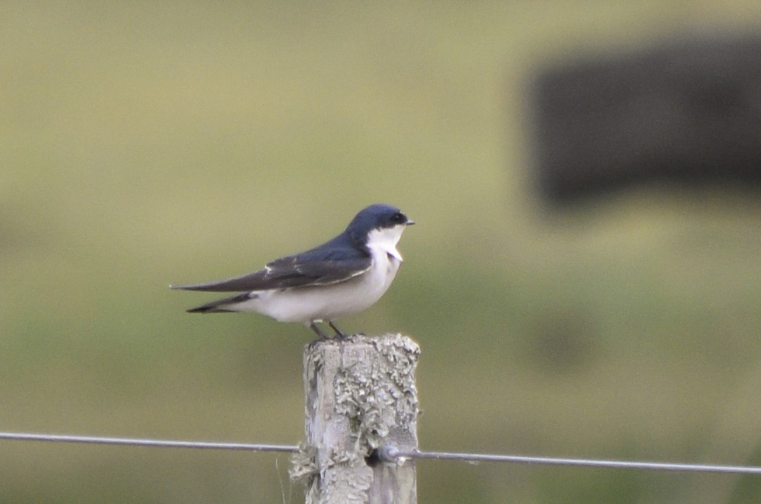 White-rumped Swallow - federico nagel