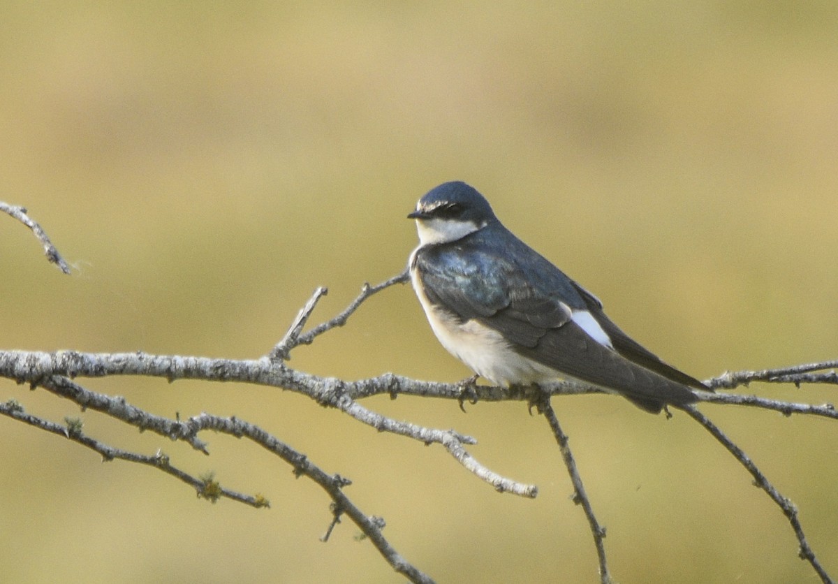 White-rumped Swallow - federico nagel