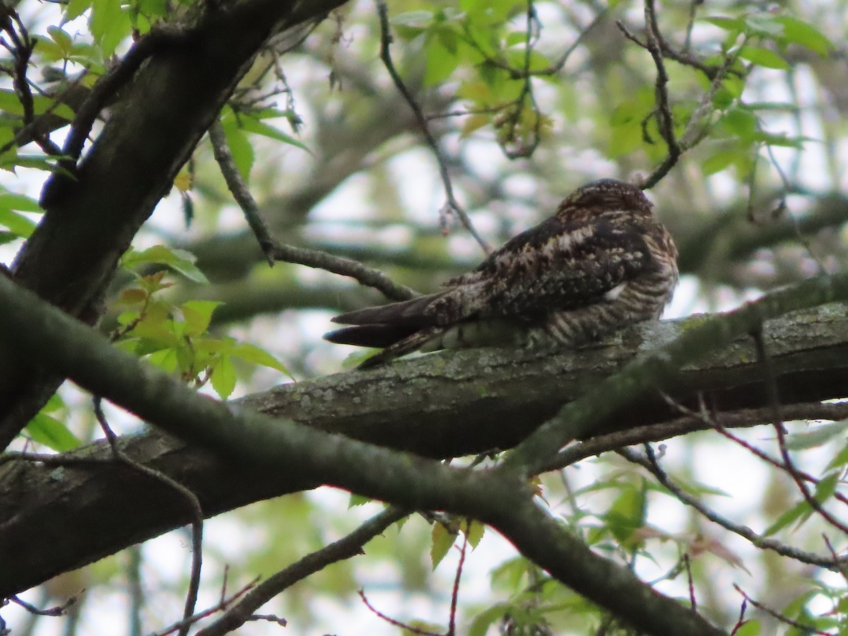 Common Nighthawk - ML265799751