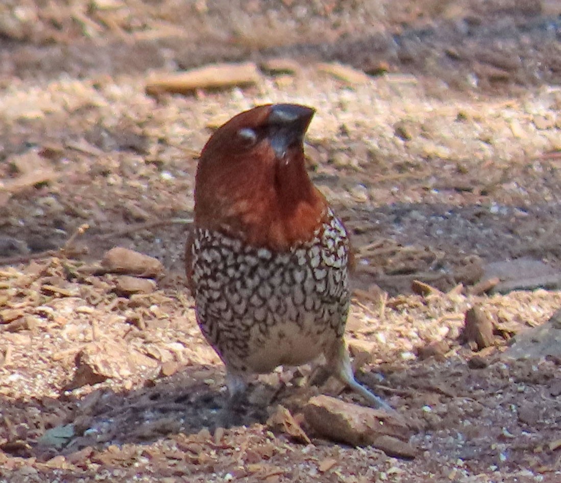 Scaly-breasted Munia - Diane Etchison