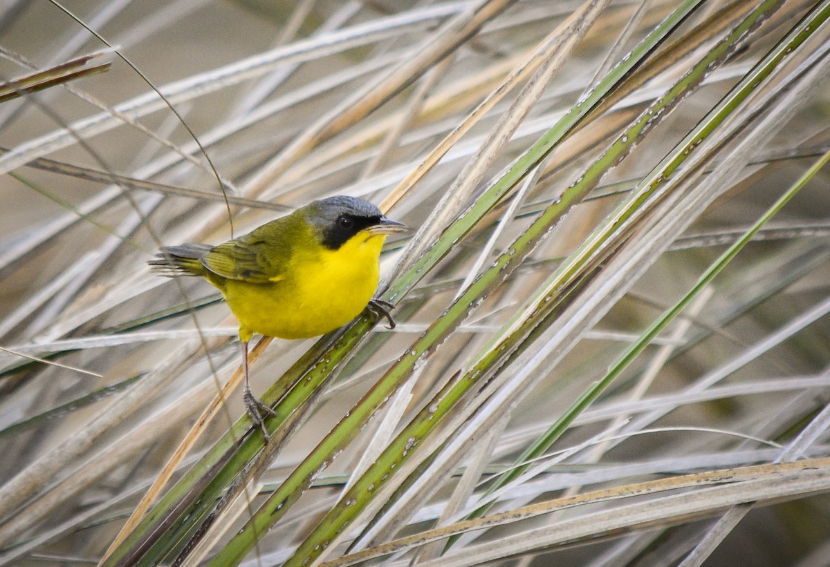 Southern Yellowthroat - ML265800581