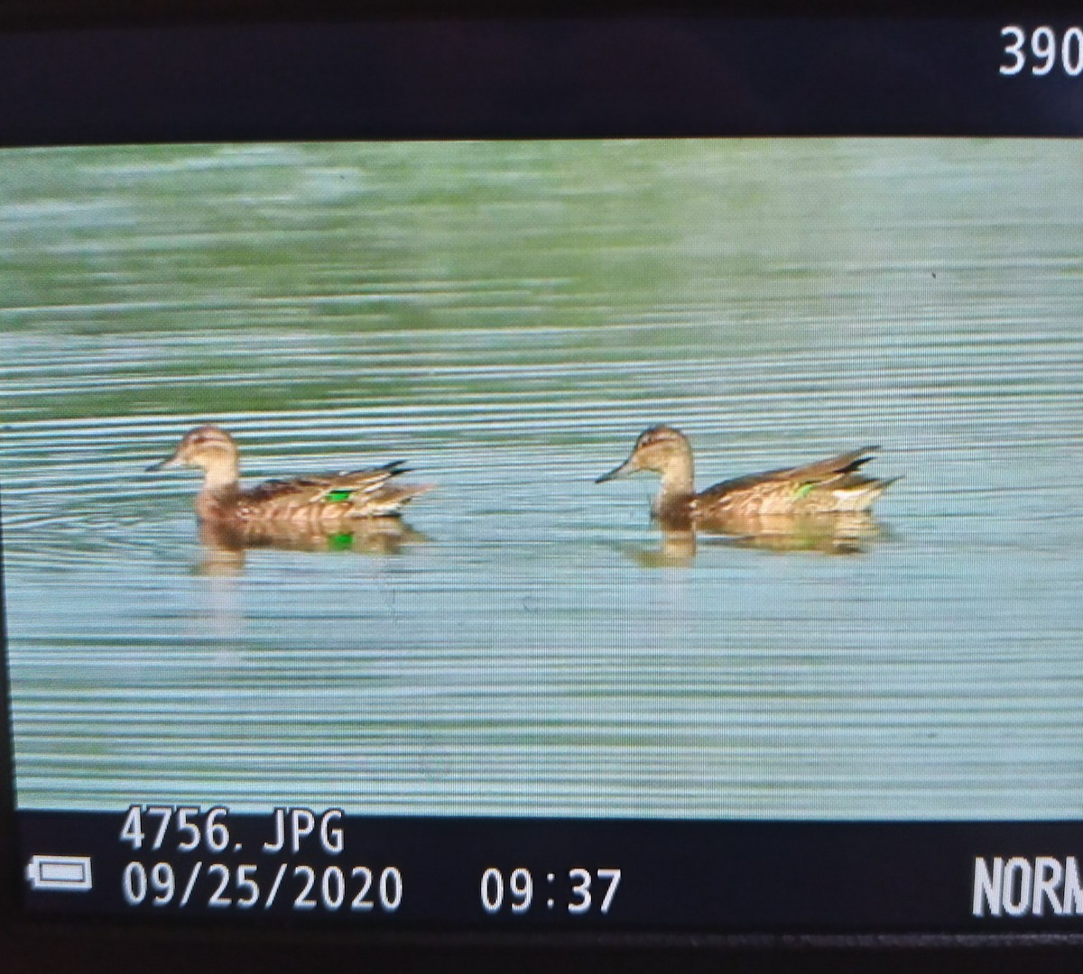 Green-winged Teal - ML265800671