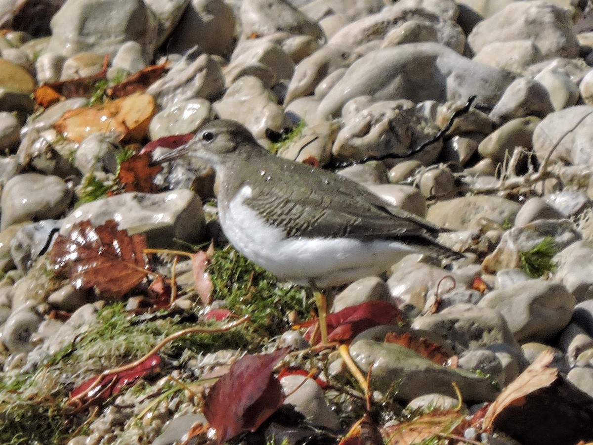 Spotted Sandpiper - ML265800771