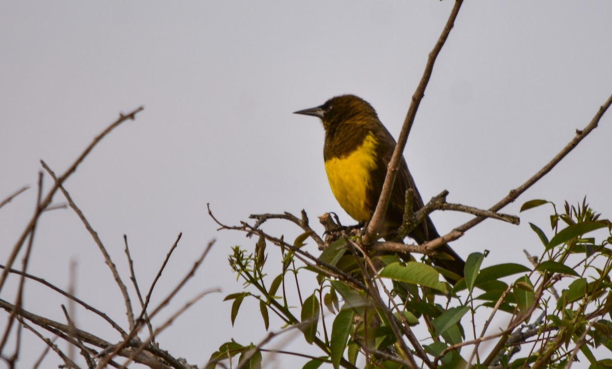 Brown-and-yellow Marshbird - federico nagel