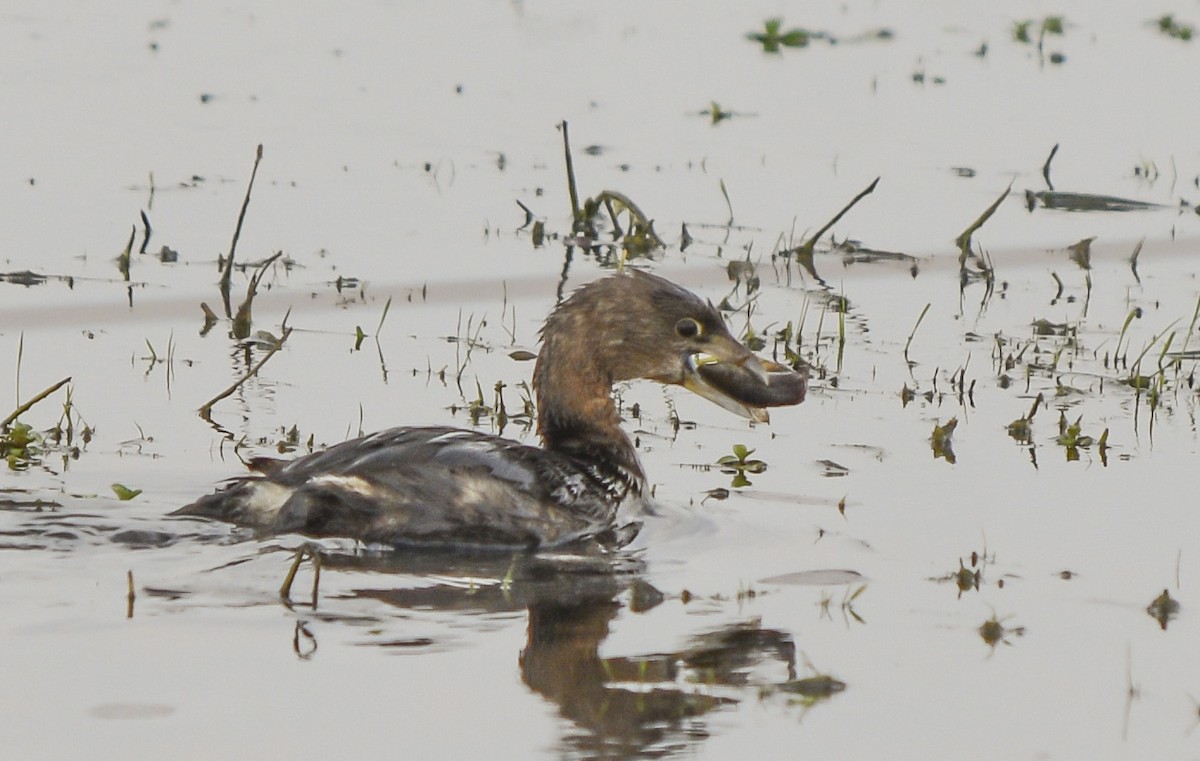 Pied-billed Grebe - ML265803421