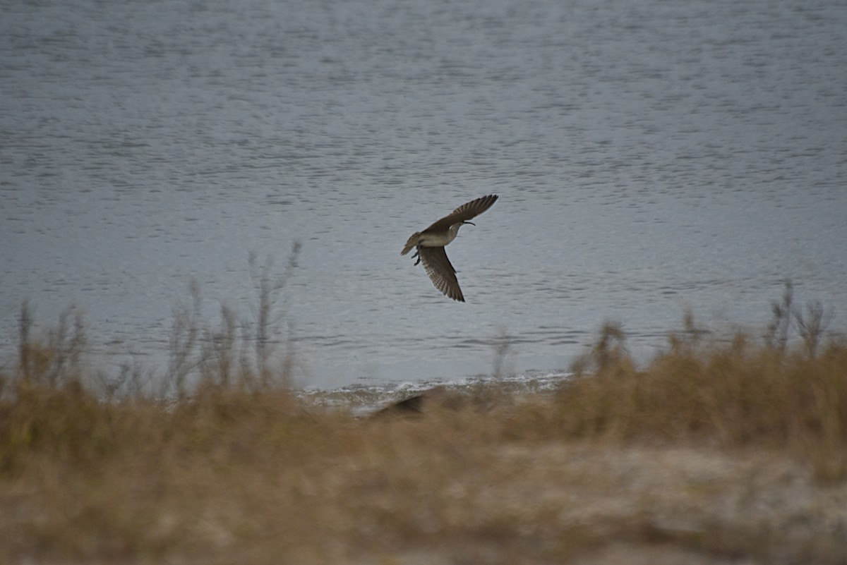 Whimbrel - ML265804091