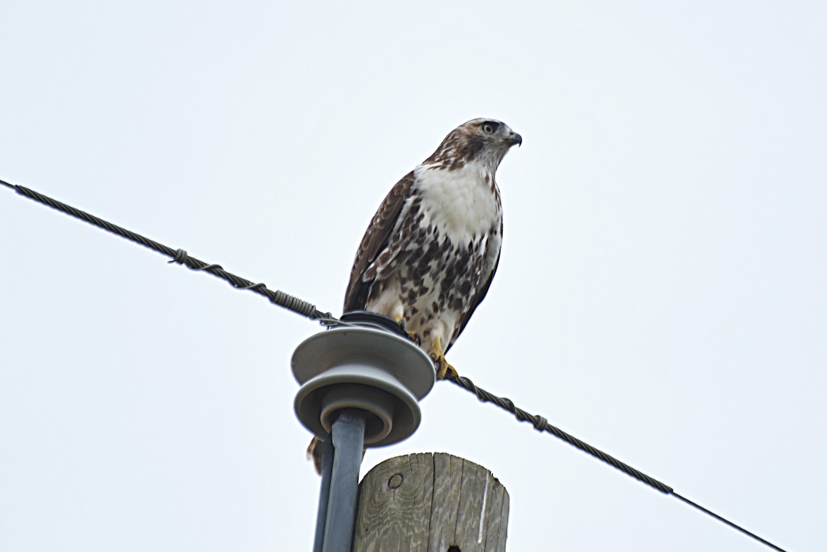 Red-tailed Hawk - ML265804191