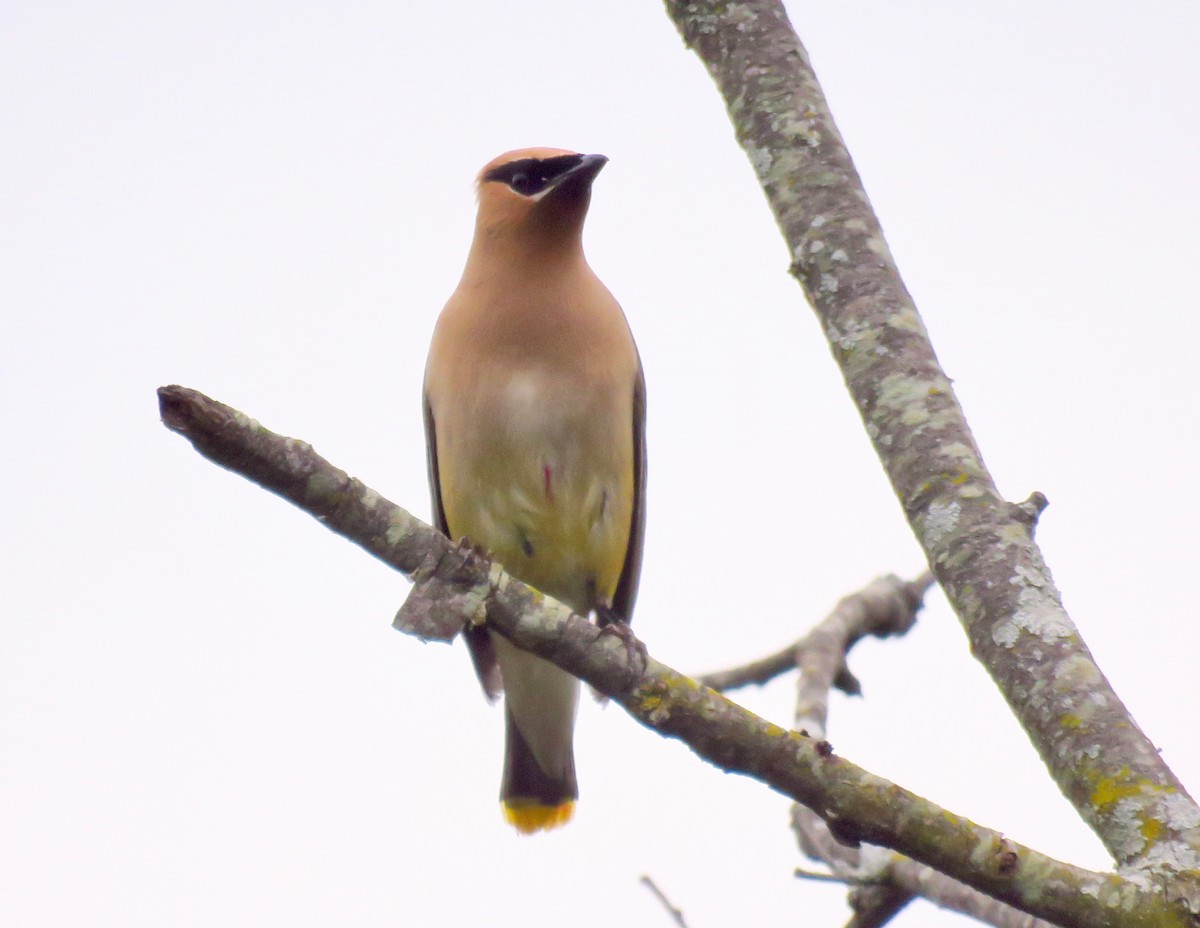Cedar Waxwing - ML265805001