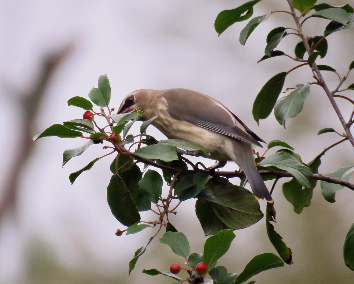Cedar Waxwing - ML265805861