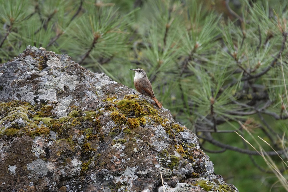 Canyon Wren - Michelle Hamilton
