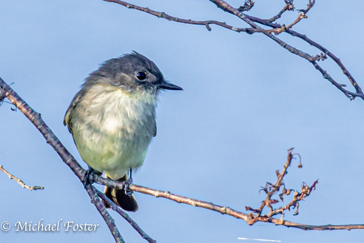 Eastern Phoebe - ML265807151