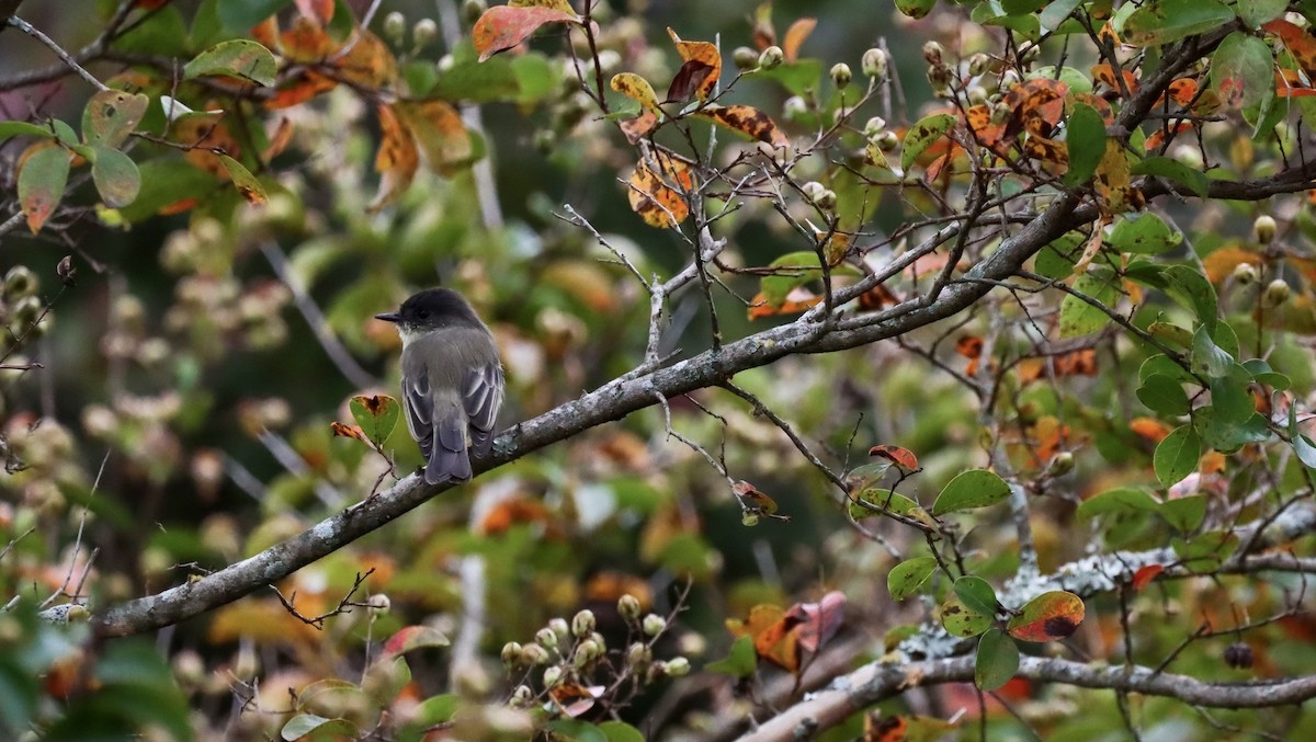 Eastern Phoebe - ML265807341