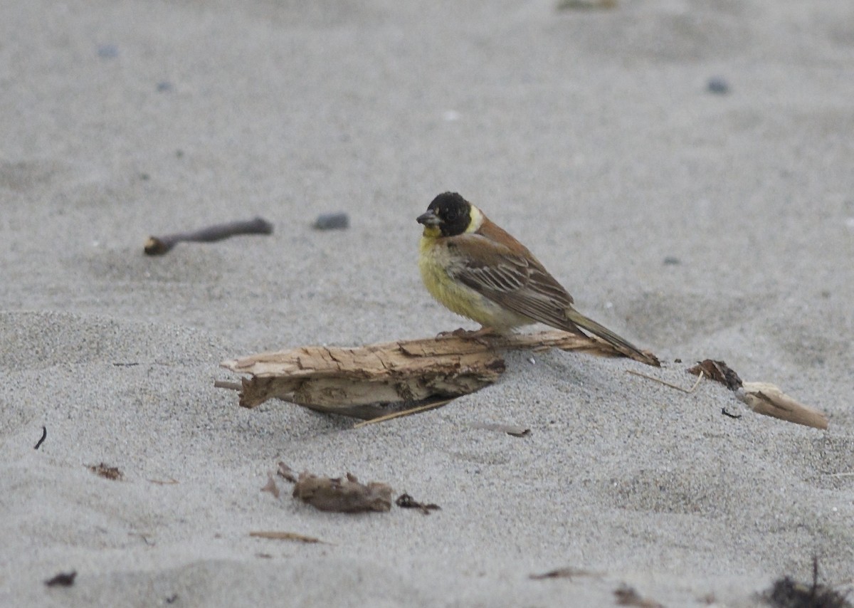 Black-headed Bunting - ML26580781