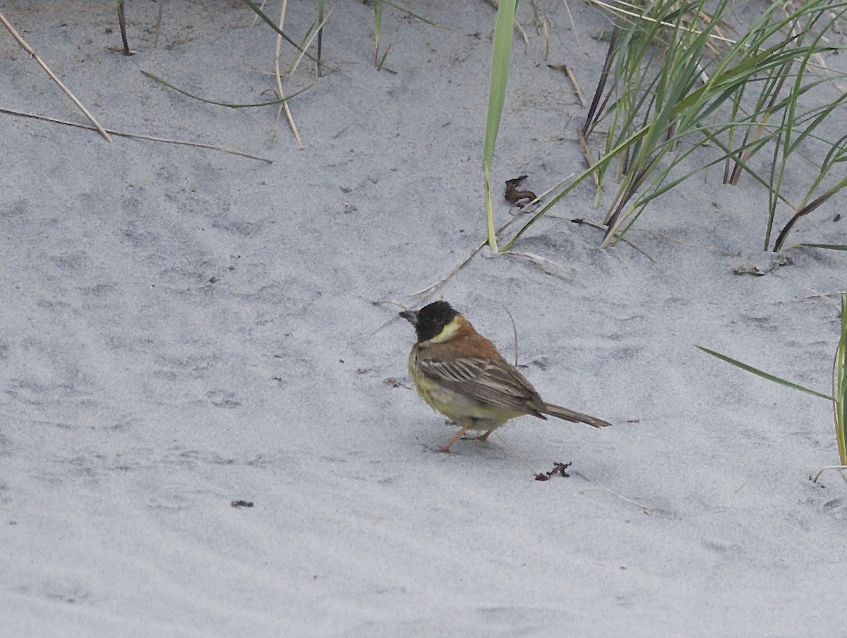 Black-headed Bunting - ML26580791