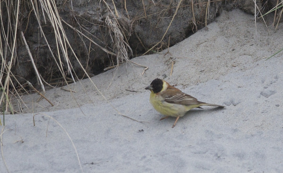 Black-headed Bunting - ML26580801