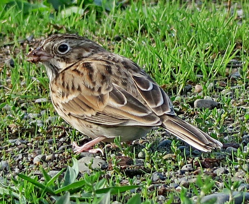 Vesper Sparrow - ML265808391