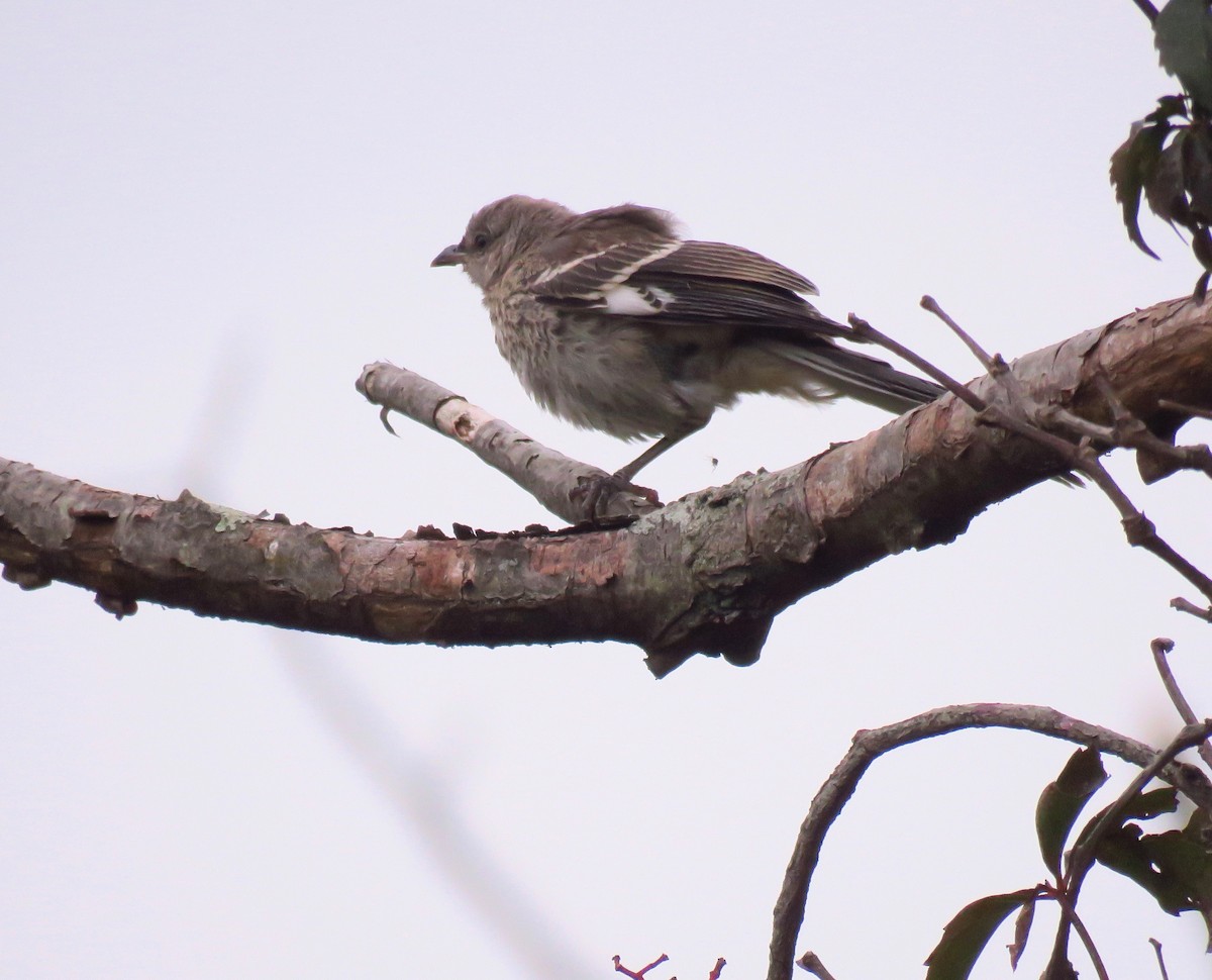 Northern Mockingbird - ML265809261