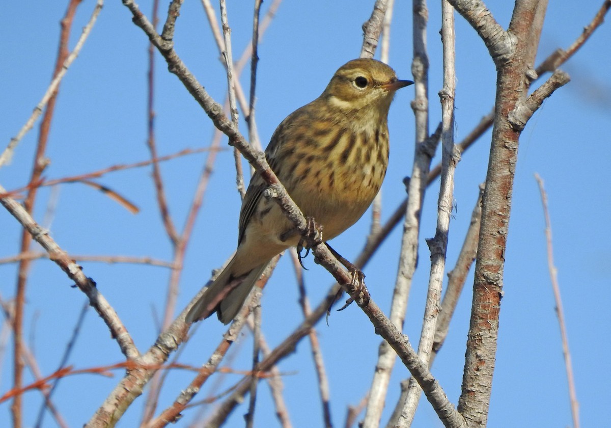 American Pipit - Paul Brown