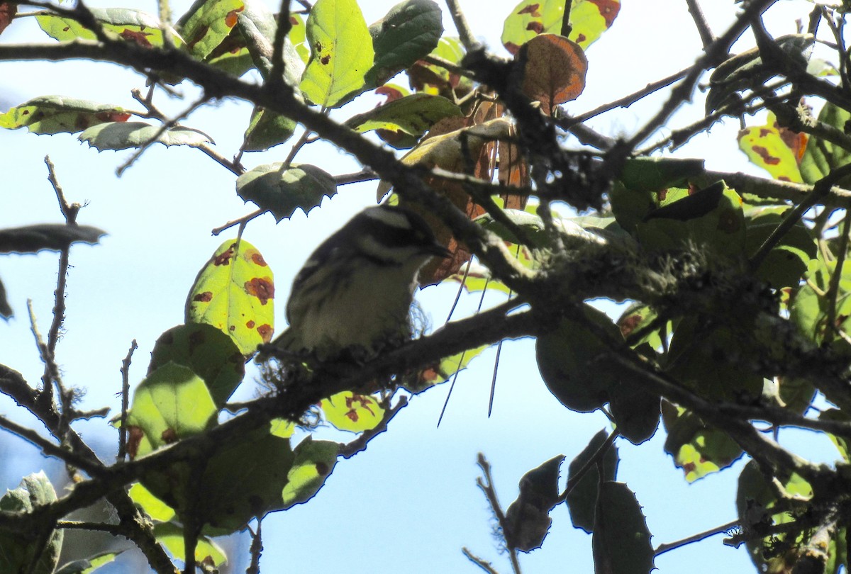 Black-throated Gray Warbler - ML265813731