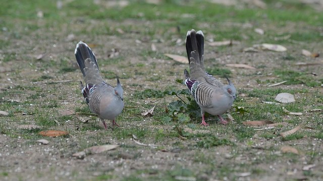 Crested Pigeon - ML265817881