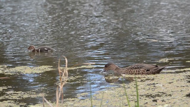 Chestnut Teal - ML265821521