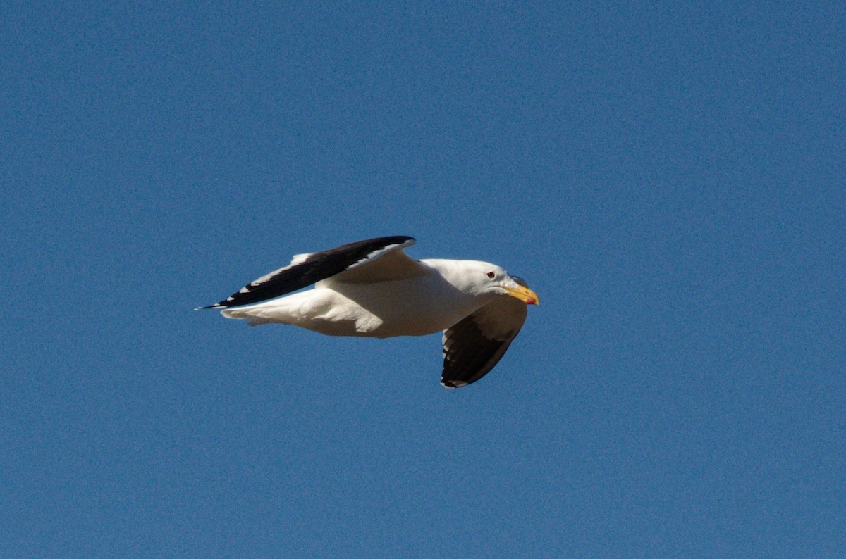 Kelp Gull - ML265821591