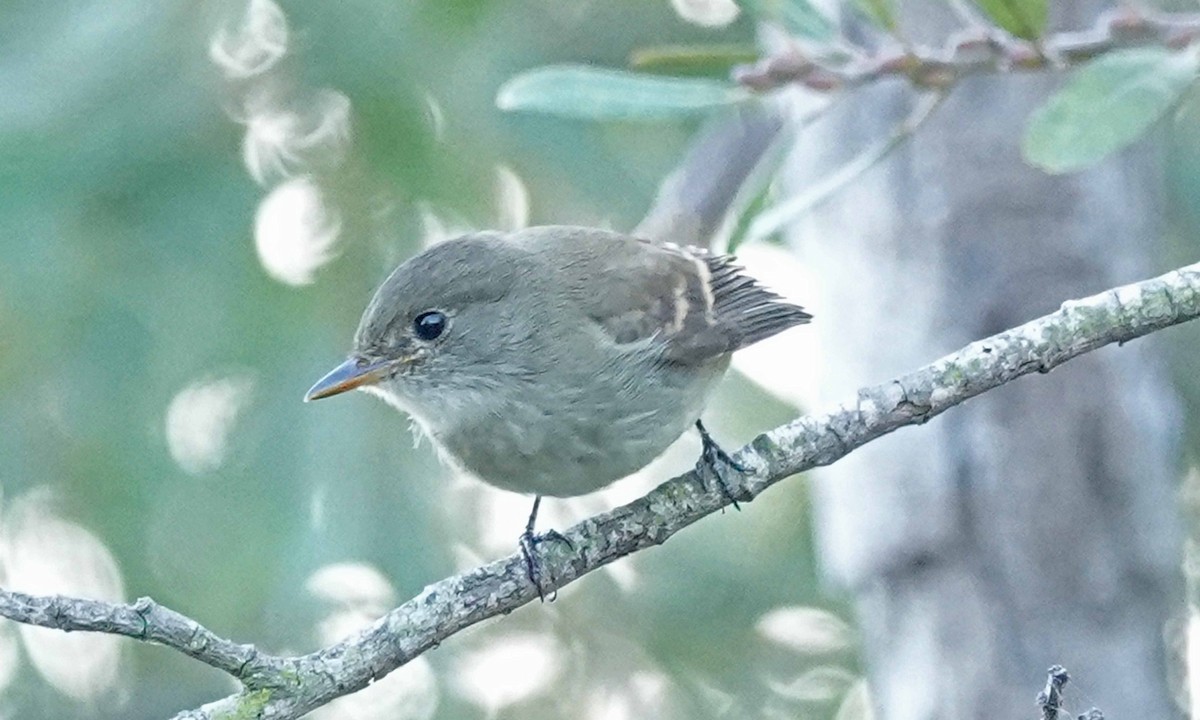 Weidenschnäppertyrann - ML265822041