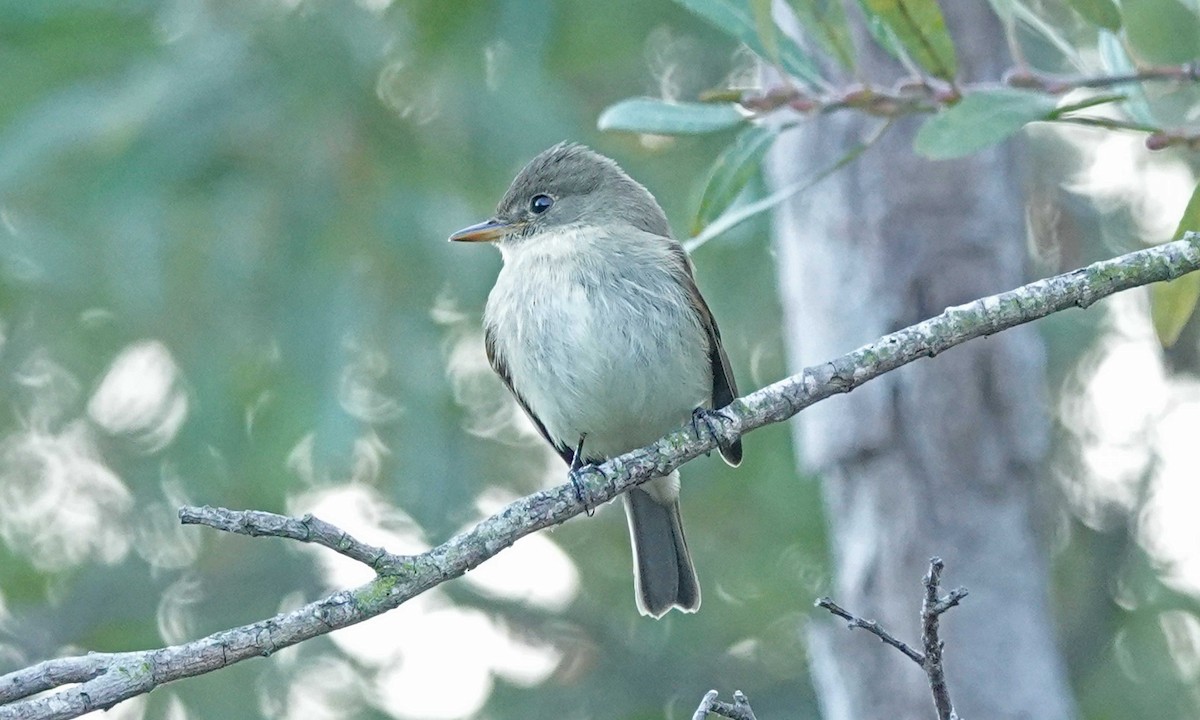 Willow Flycatcher - George Chapman