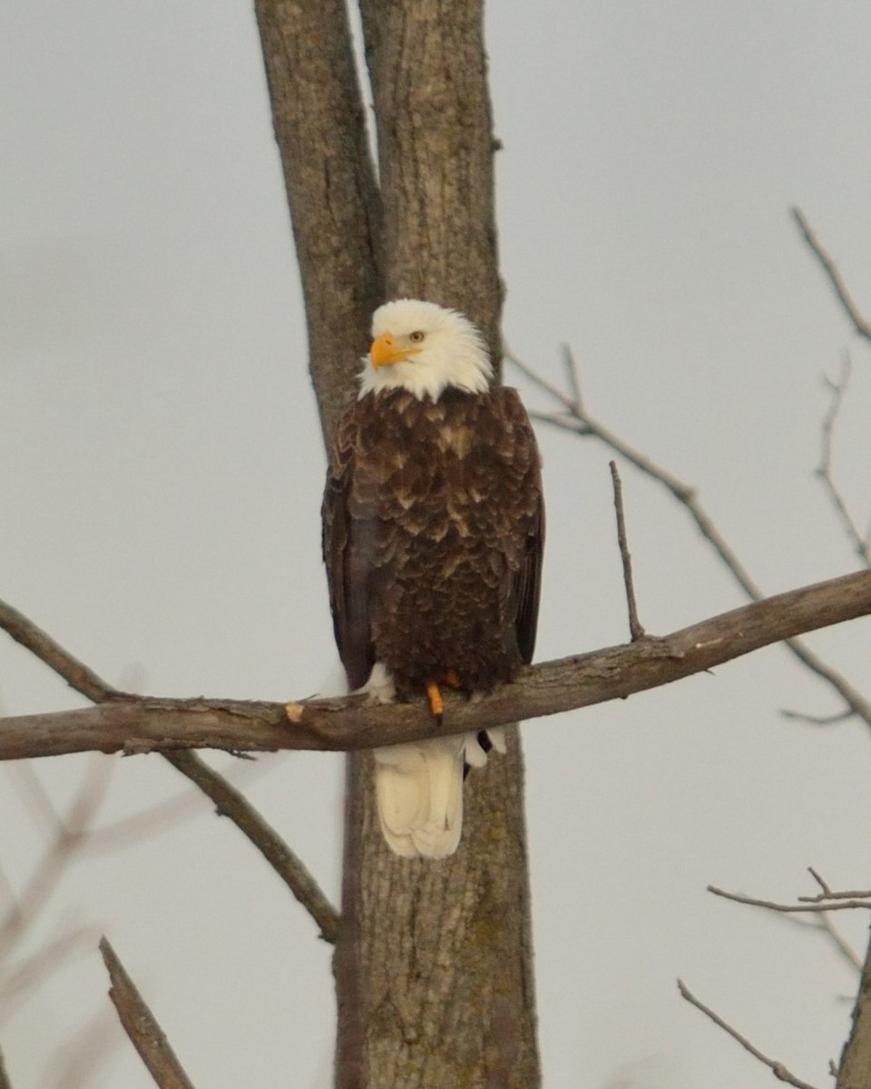 Bald Eagle - mark conway