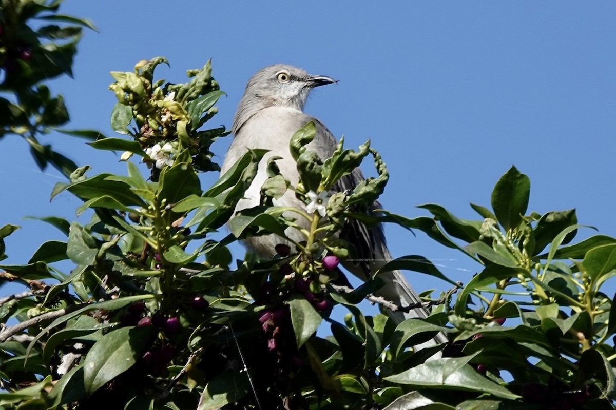 חקיינית צפונית - ML265824881