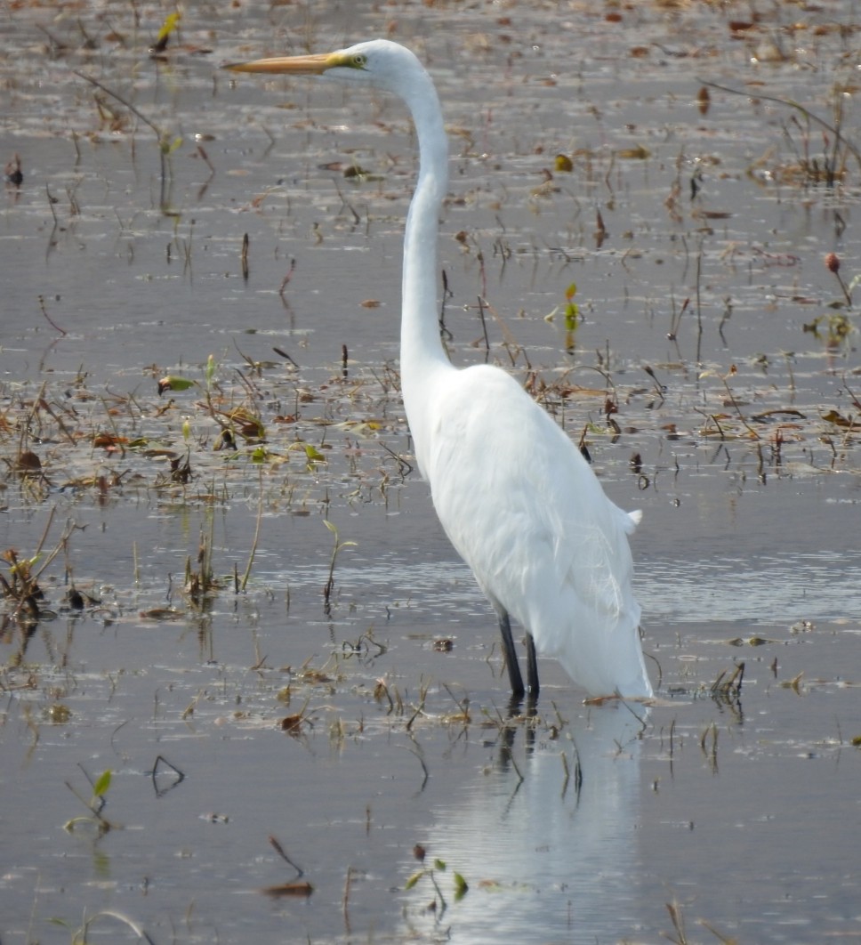 Great Egret - ML265827101