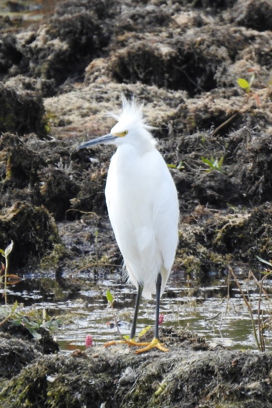 Aigrette neigeuse - ML265827311