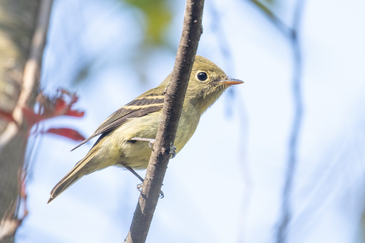 Yellow-bellied Flycatcher - ML265828341