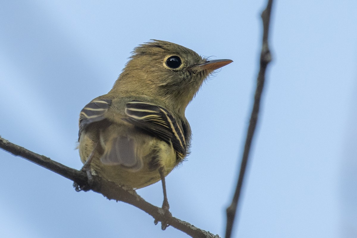 Yellow-bellied Flycatcher - ML265828351