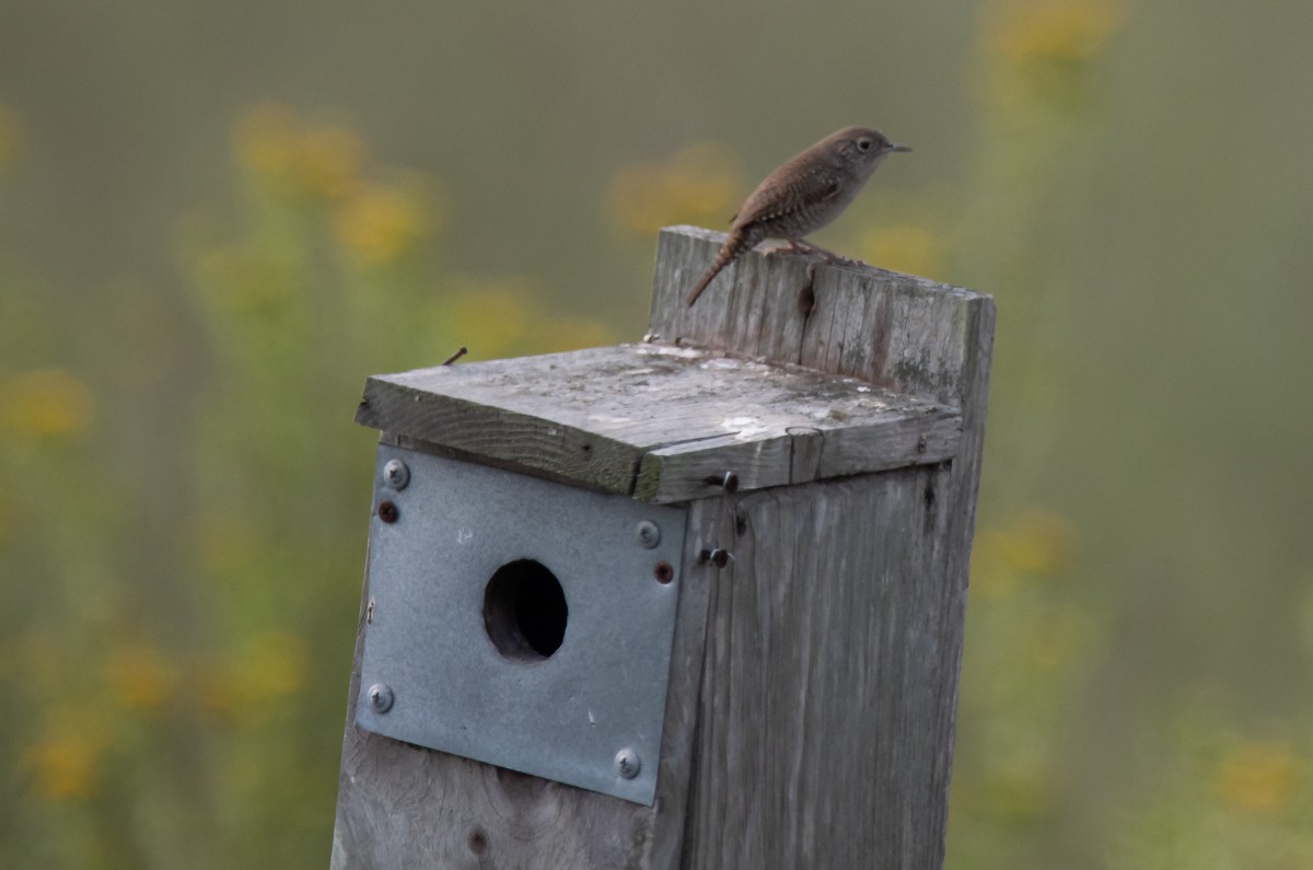 House Wren - ML265828761